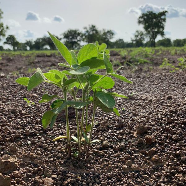 Soya-starts-to-grow-in-Sekpe_00.jpg